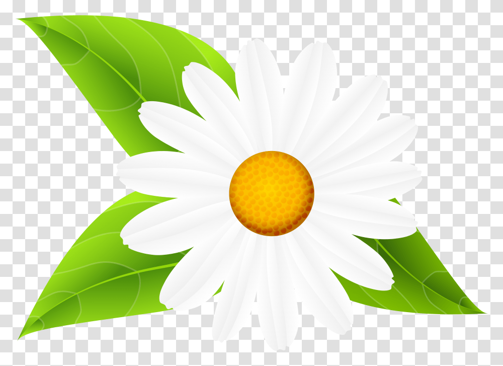 Daisies Clipart Daisy Flowers With Leaves Clip Art, Plant, Blossom, Petal, Anther Transparent Png