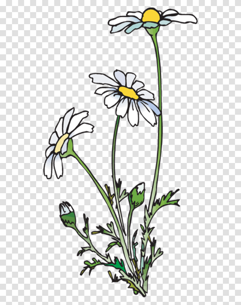 Daisies Daisies Clipart, Plant, Daisy, Flower, Blossom Transparent Png