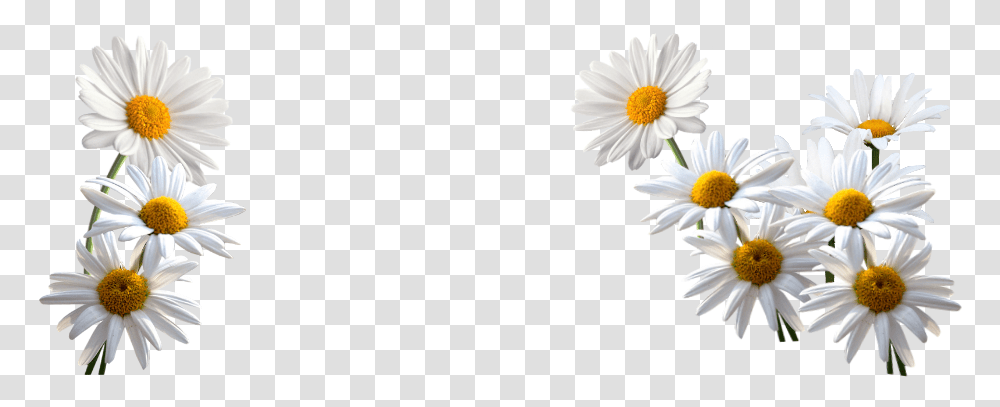 Daisies Daisies, Plant, Daisy, Flower, Blossom Transparent Png