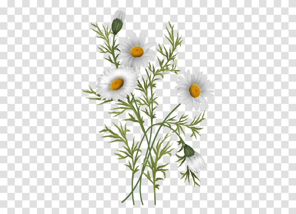 Daisies Daisy Flowers, Plant, Blossom, Asteraceae, Petal Transparent Png
