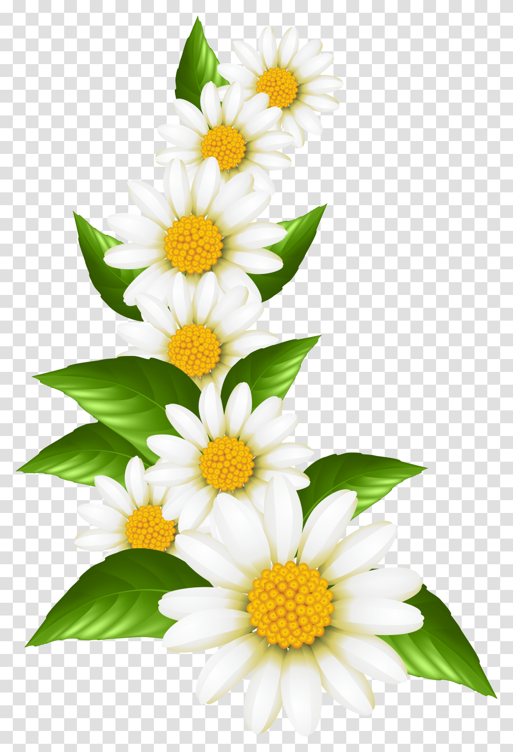 Daisies Decoration Clip Art Daisy Flower Border Transparent Png