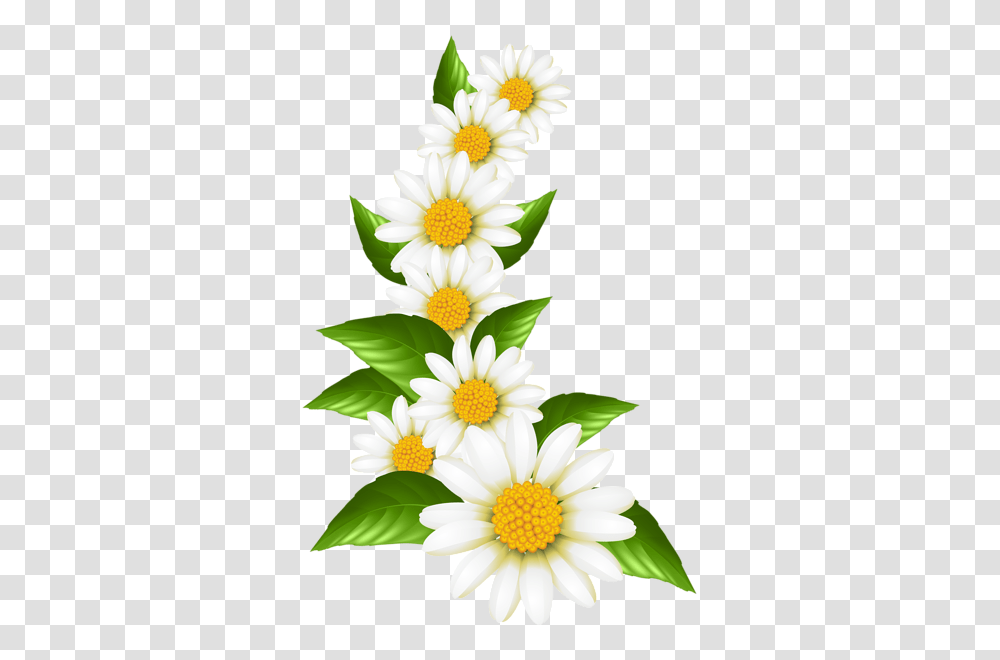 Daisies Decoration Clip Art Gallery, Plant, Daisy, Flower, Blossom Transparent Png