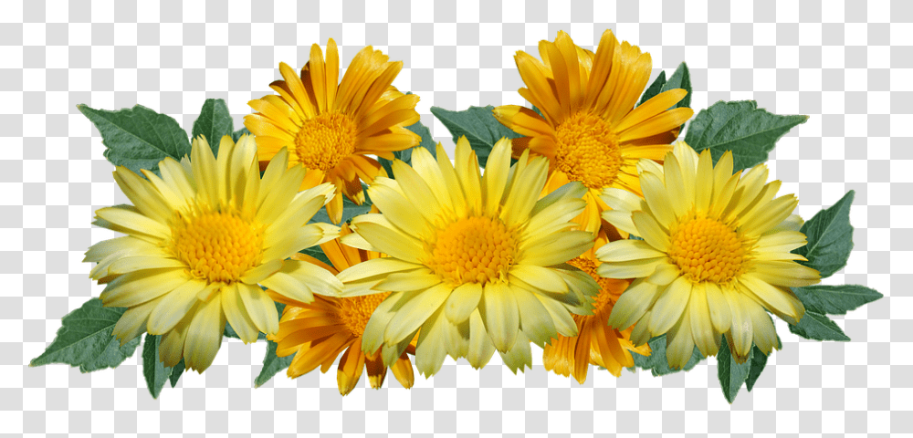Daisies Flowers Yellow Arrangement Cut Out Daisy Yellow, Plant, Blossom, Treasure Flower, Petal Transparent Png