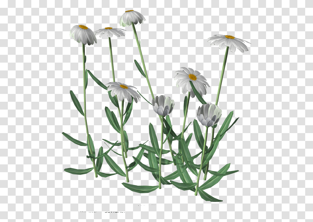 Daisies Picture, Plant, Flower, Blossom, Daisy Transparent Png