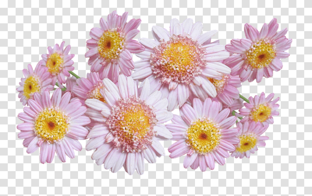 Daisies Pink Flowers Chrysanths, Plant, Daisy, Blossom, Flower Arrangement Transparent Png