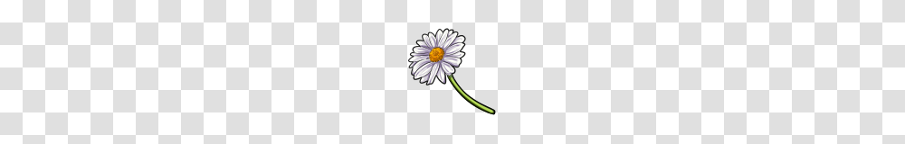 Daisies, Plant, Flower, Blossom, Daisy Transparent Png