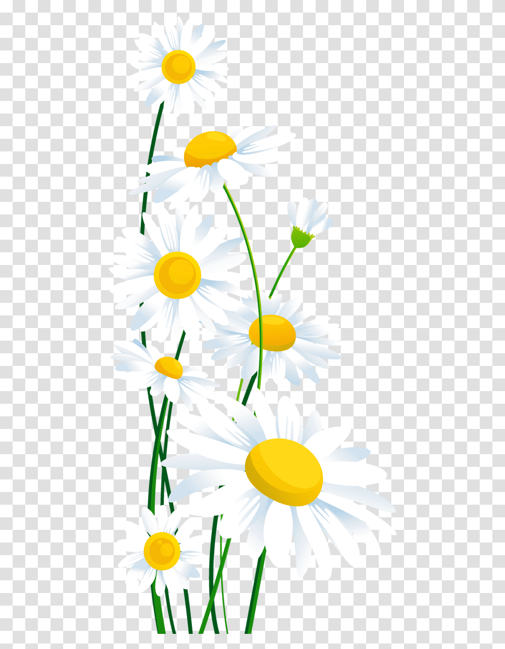 Daisies White Flowers Background, Daisy, Plant, Blossom, Aster Transparent Png