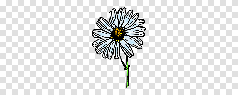 Daisy Nature, Plant, Flower, Daisies Transparent Png