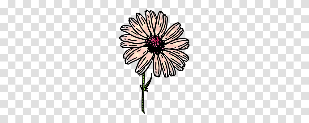 Daisy Nature, Plant, Petal, Flower Transparent Png