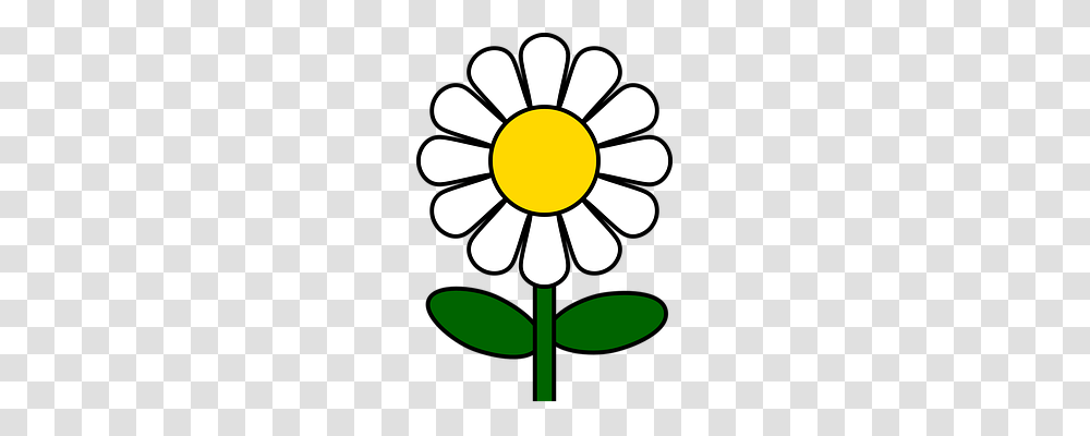 Daisy Nature, Plant, Flower, Blossom Transparent Png