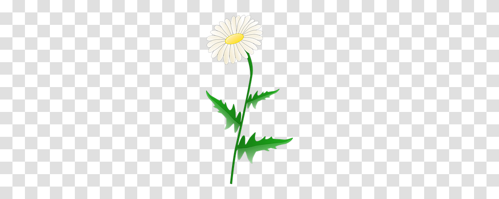 Daisy Nature, Plant, Flower, Leaf Transparent Png