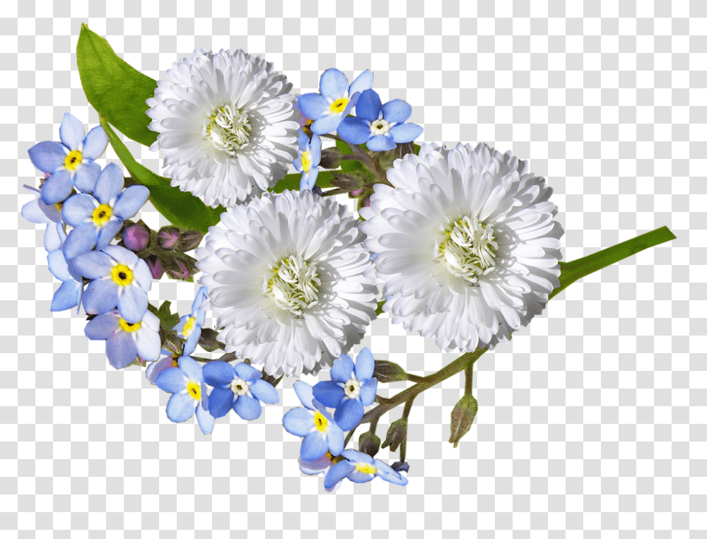 Daisy 960, Flower, Plant, Pollen, Blossom Transparent Png