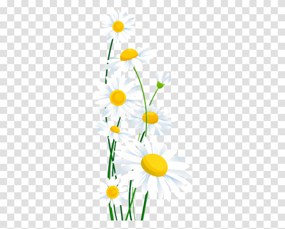 Daisy 3 Image Background White Daisy Flower Clipart, Plant, Daisies, Blossom, Aster Transparent Png