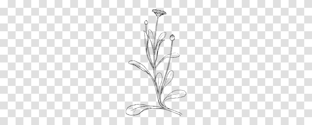 Daisy Nature, Gray, World Of Warcraft Transparent Png