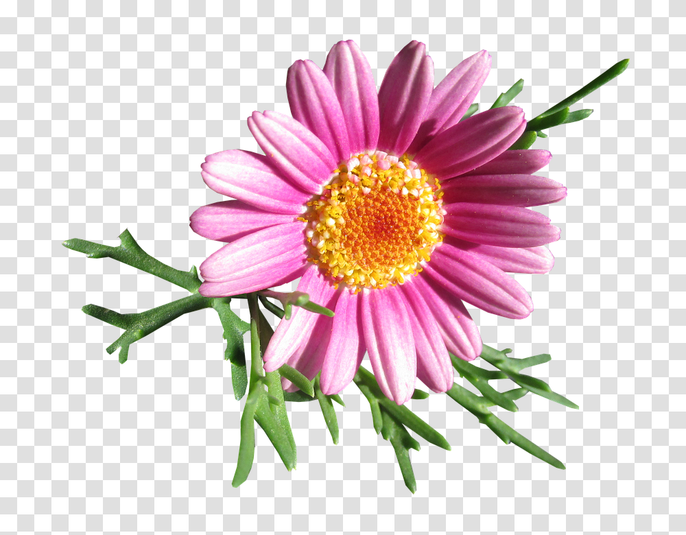 Daisy 960, Flower, Plant, Daisies, Blossom Transparent Png