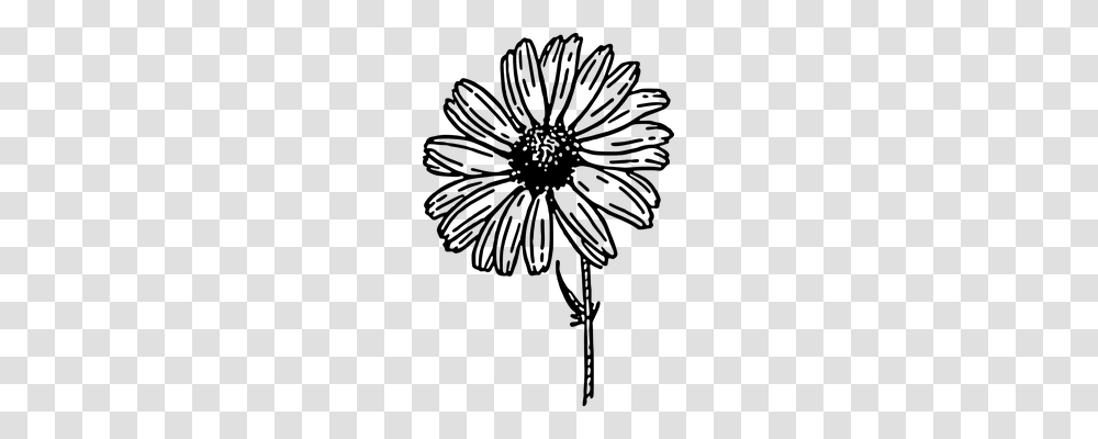 Daisy Nature, Gray, World Of Warcraft Transparent Png