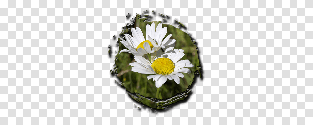 Daisy Nature, Plant, Flower, Daisies Transparent Png