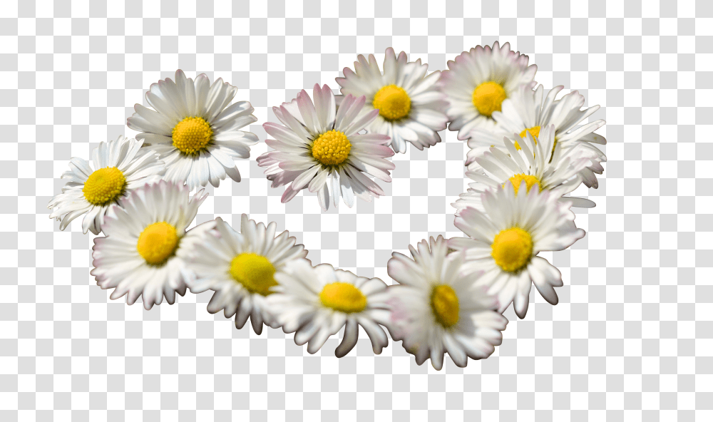 Daisy Clip, Holiday Transparent Png