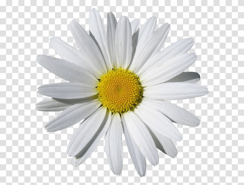 Daisy Background Daisies Clip Art, Plant, Flower, Blossom Transparent Png