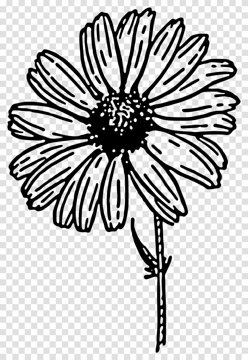 Daisy Black And White, Gray, World Of Warcraft Transparent Png