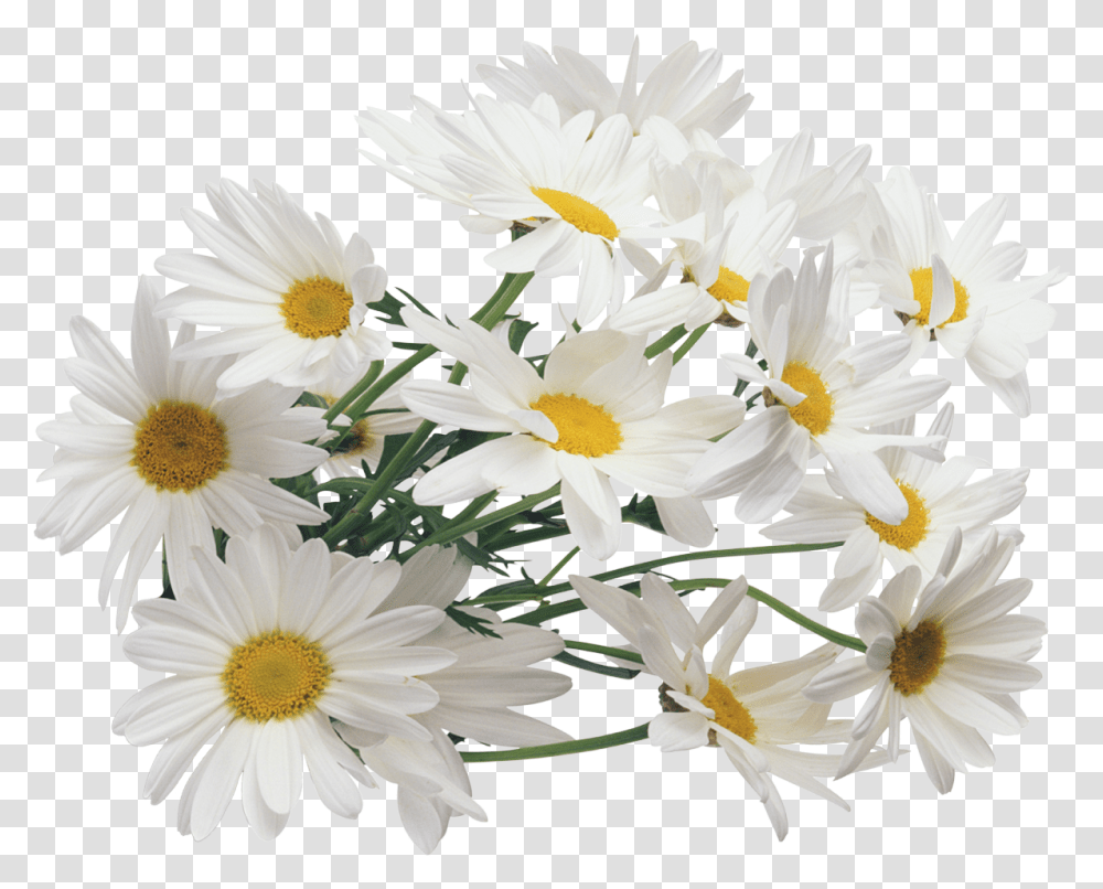 Daisy Bouquet Background Chamomile, Plant, Flower, Daisies, Blossom Transparent Png