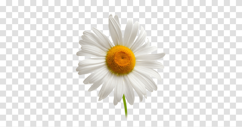 Daisy Chamomile Background Camomille, Plant, Flower, Daisies, Blossom Transparent Png