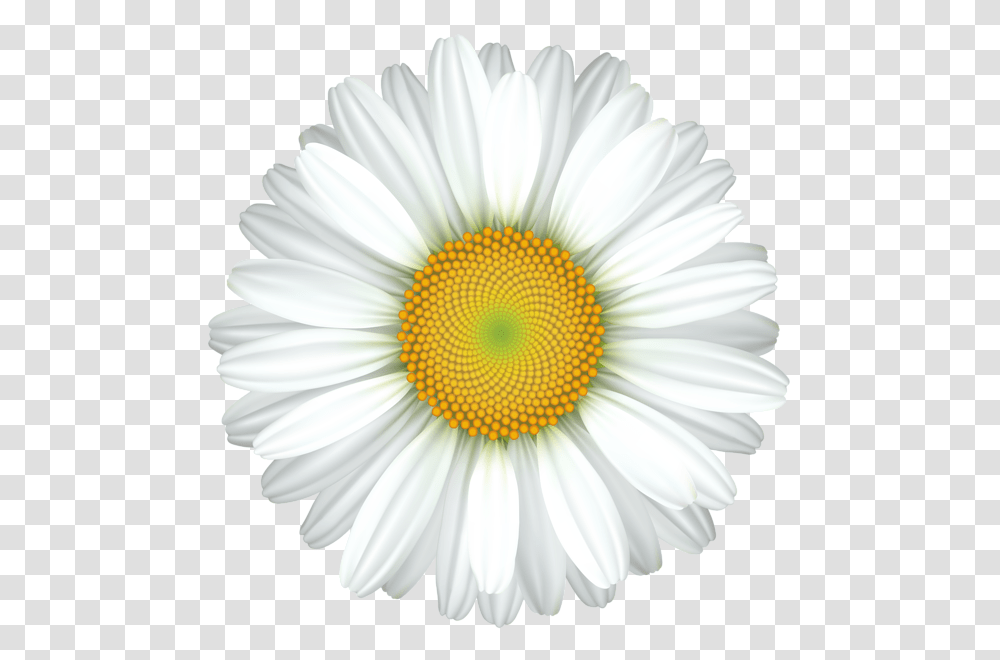 Daisy Clip Art Daisy, Plant, Flower, Daisies, Blossom Transparent Png