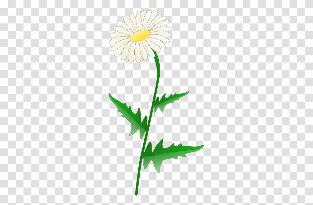 Daisy Clip Art Free Vector, Plant, Leaf, Flower, Apiaceae Transparent Png