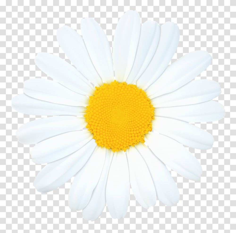 Daisy Clip Art Image Daisypng Transparent Png