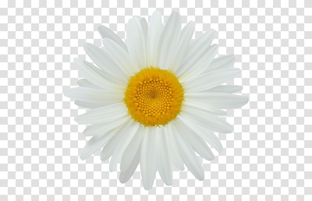 Daisy Clip Art Image White Sun Flower, Plant, Daisies, Blossom, Anther Transparent Png