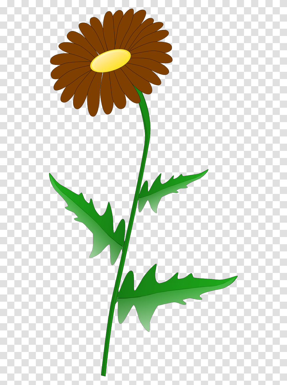 Daisy Clip Art, Leaf, Plant, Green, Flower Transparent Png