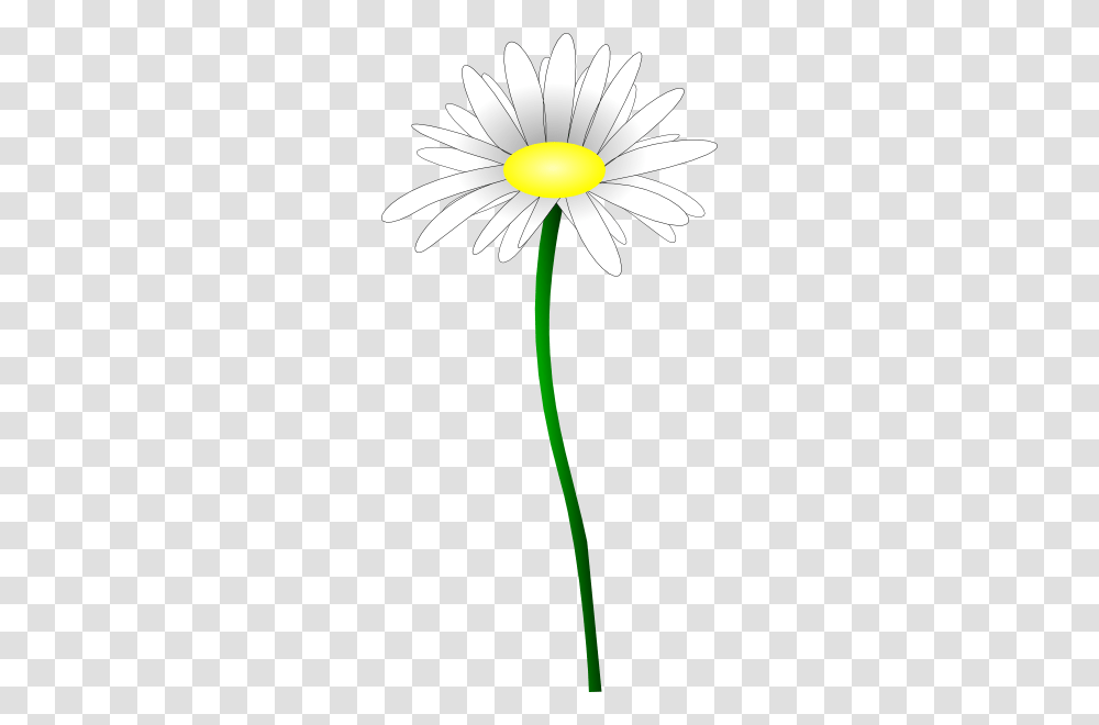 Daisy Clip Art, Plant, Flower, Blossom, Daisies Transparent Png