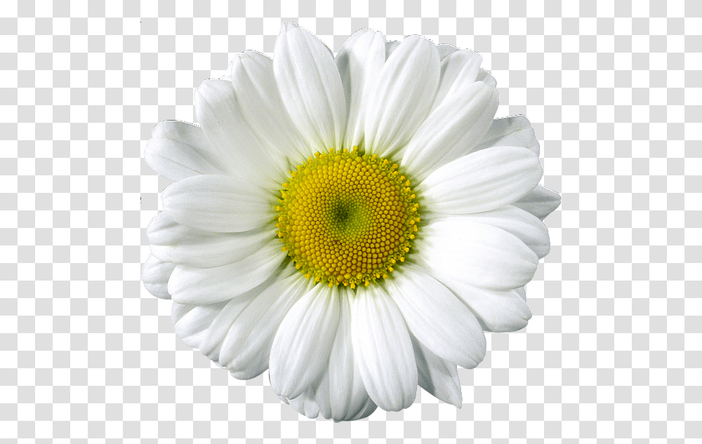 Daisy Clip Arts Photoshop Flowers Flower Pictures Realistic Daisy Clip Art, Plant, Daisies, Blossom Transparent Png