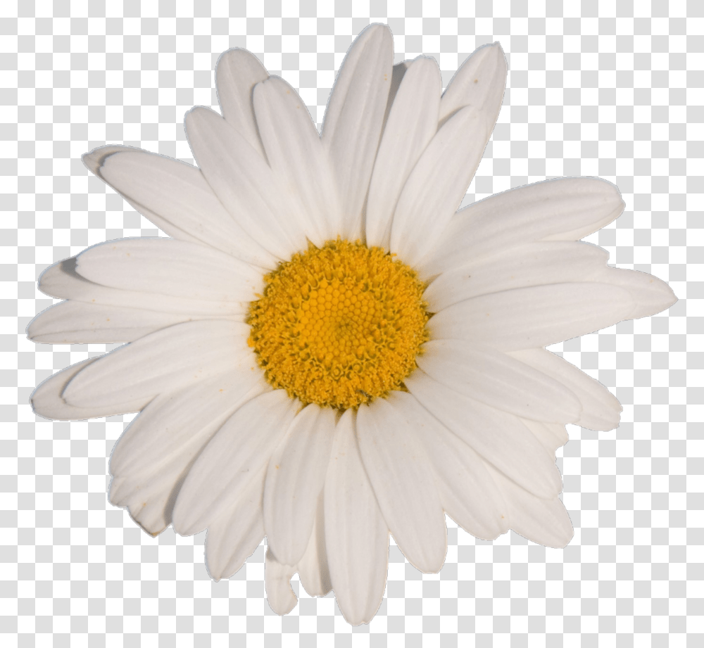 Daisy Clipart Aesthetic Free White Aesthetic Flower, Plant, Daisies, Blossom Transparent Png