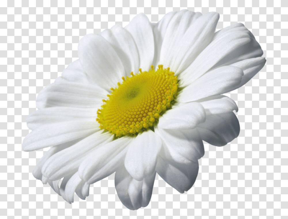 Daisy Clipart Background 13, Plant, Flower, Daisies, Blossom Transparent Png