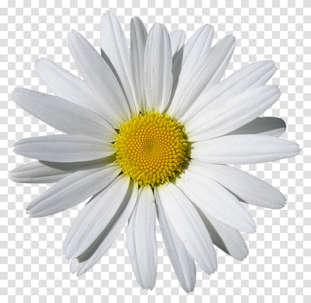 Daisy Clipart Background Daisy Clipart Background, Plant, Flower, Daisies, Blossom Transparent Png