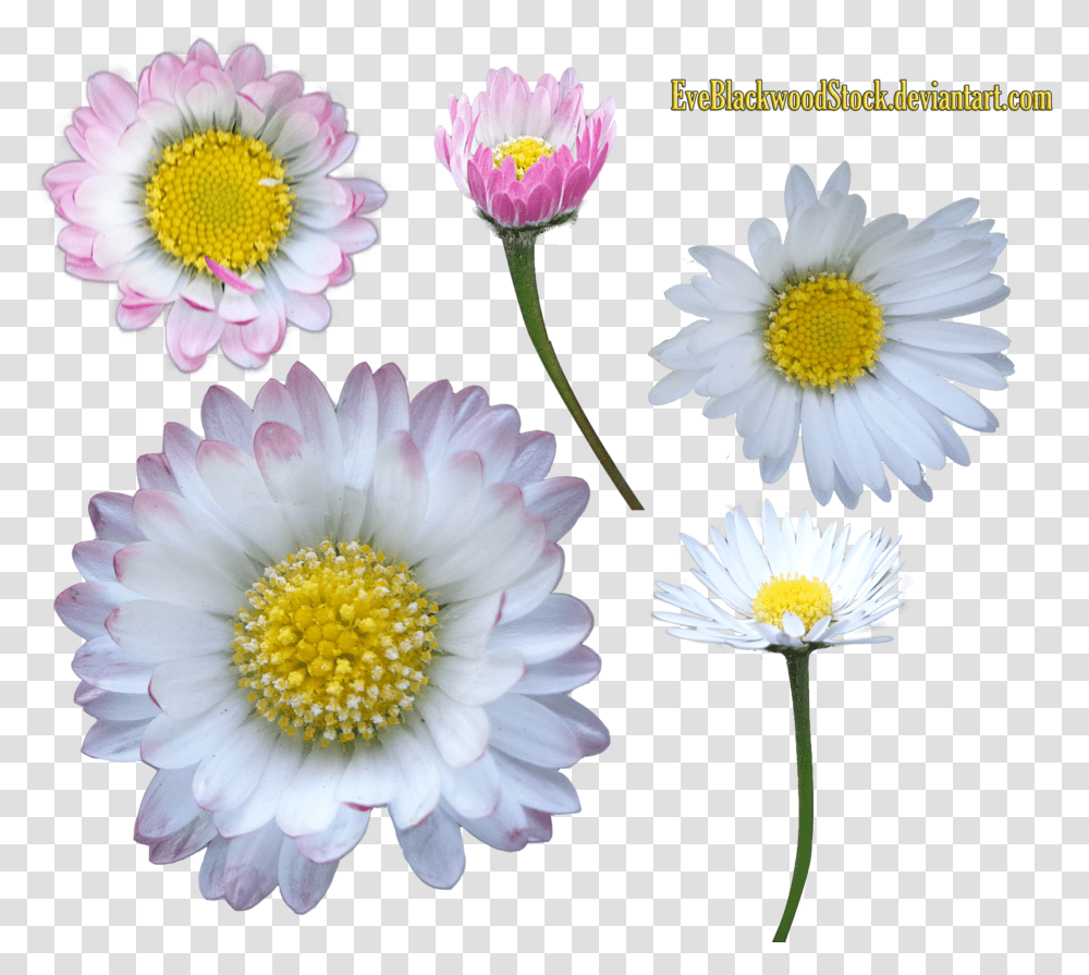 Daisy Clipart Background, Plant, Flower, Daisies, Blossom Transparent Png