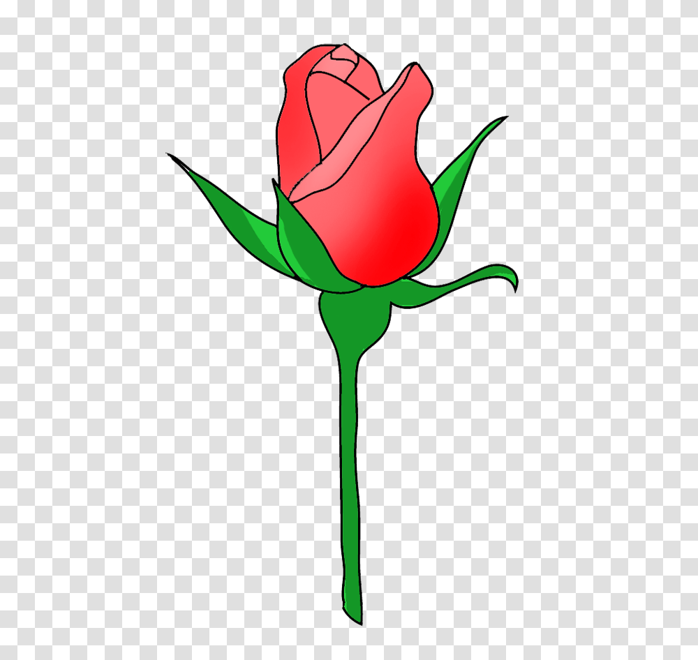 Daisy Clipart Bud, Rose, Flower, Plant, Blossom Transparent Png