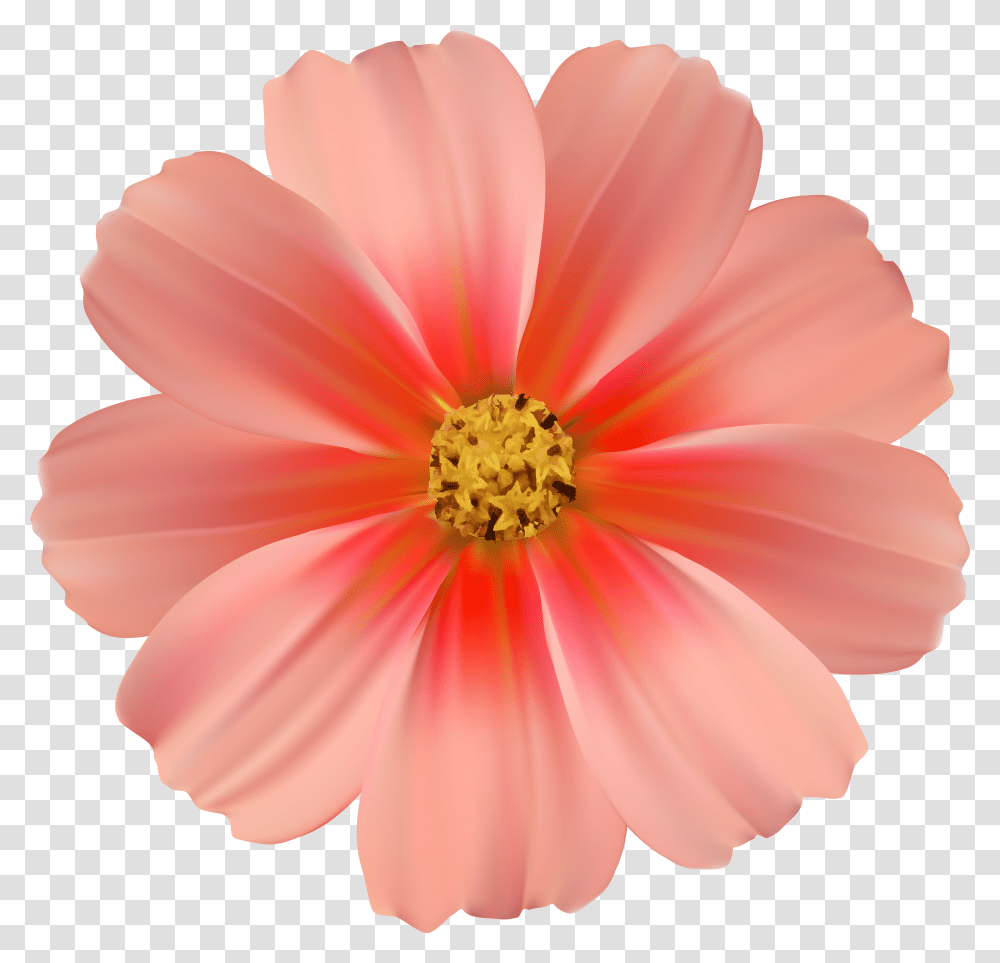 Daisy Clipart Clipart Pink Flower Transparent Png