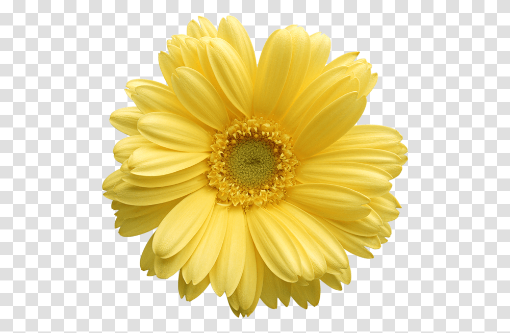 Daisy Clipart Flores Yellow Flower Background, Plant, Blossom, Daisies, Petal Transparent Png
