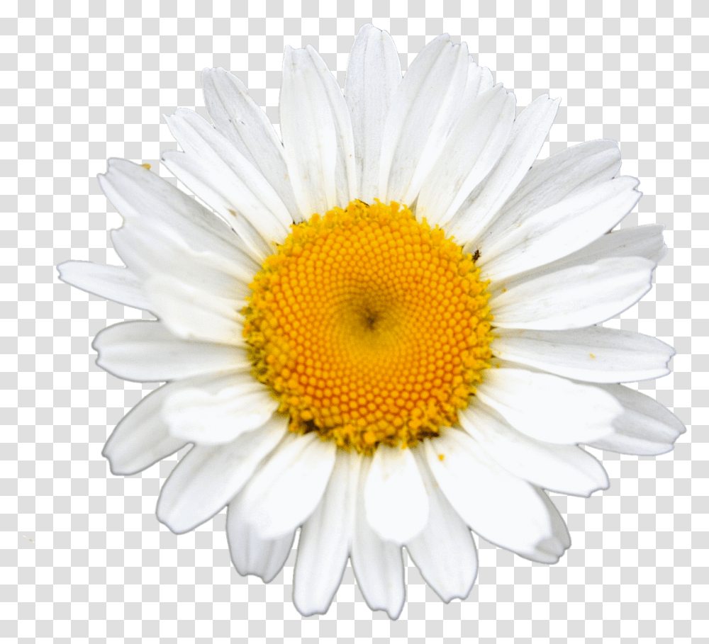 Daisy Clipart Landscape, Plant, Flower, Daisies, Blossom Transparent Png