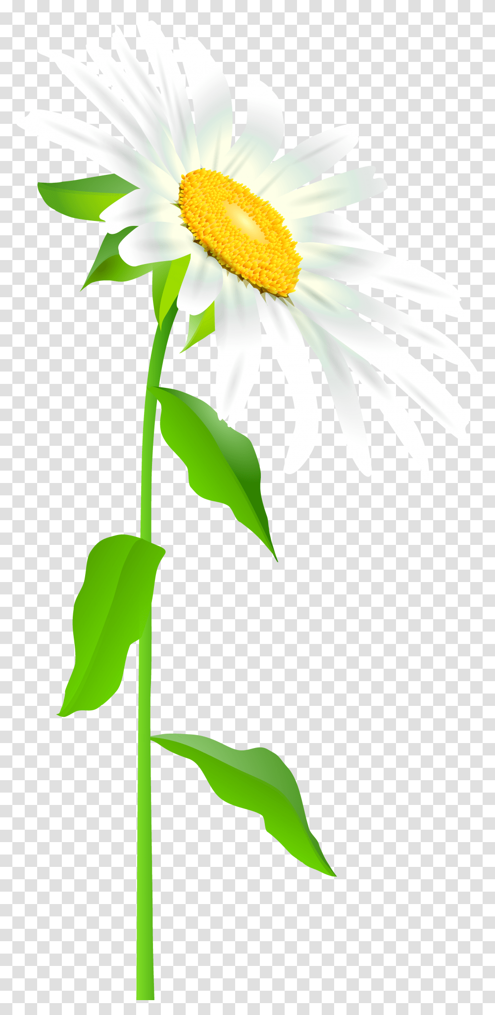 Daisy Clipart Long Stem Flower Daisy Flower With Stem, Plant, Blossom, Daisies, Petal Transparent Png