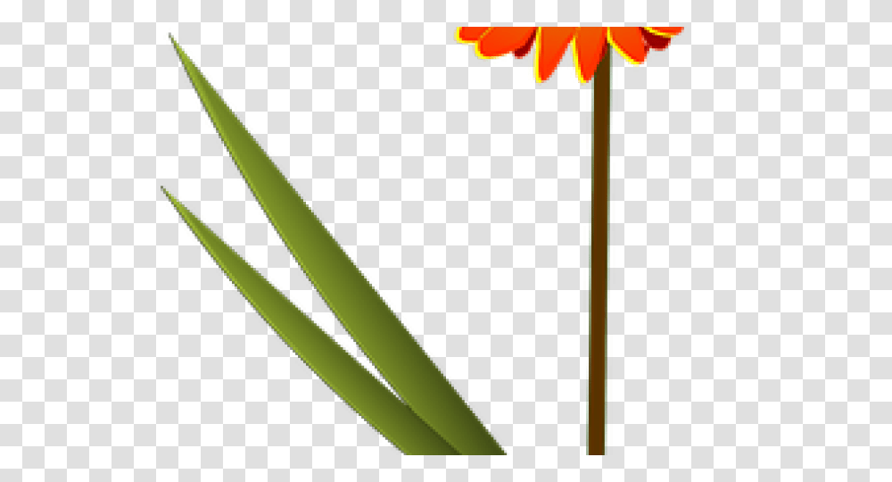 Daisy Clipart Orange Daisy, Plant, Flower, Blossom, Daisies Transparent Png