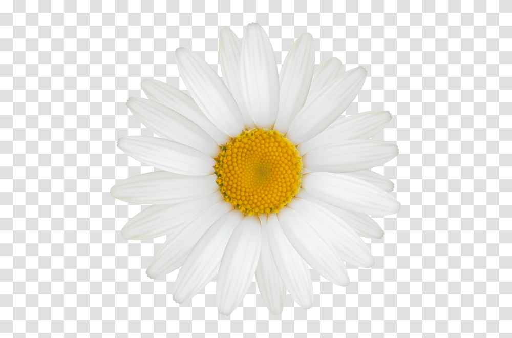 Daisy Clipart, Plant, Flower, Daisies, Blossom Transparent Png