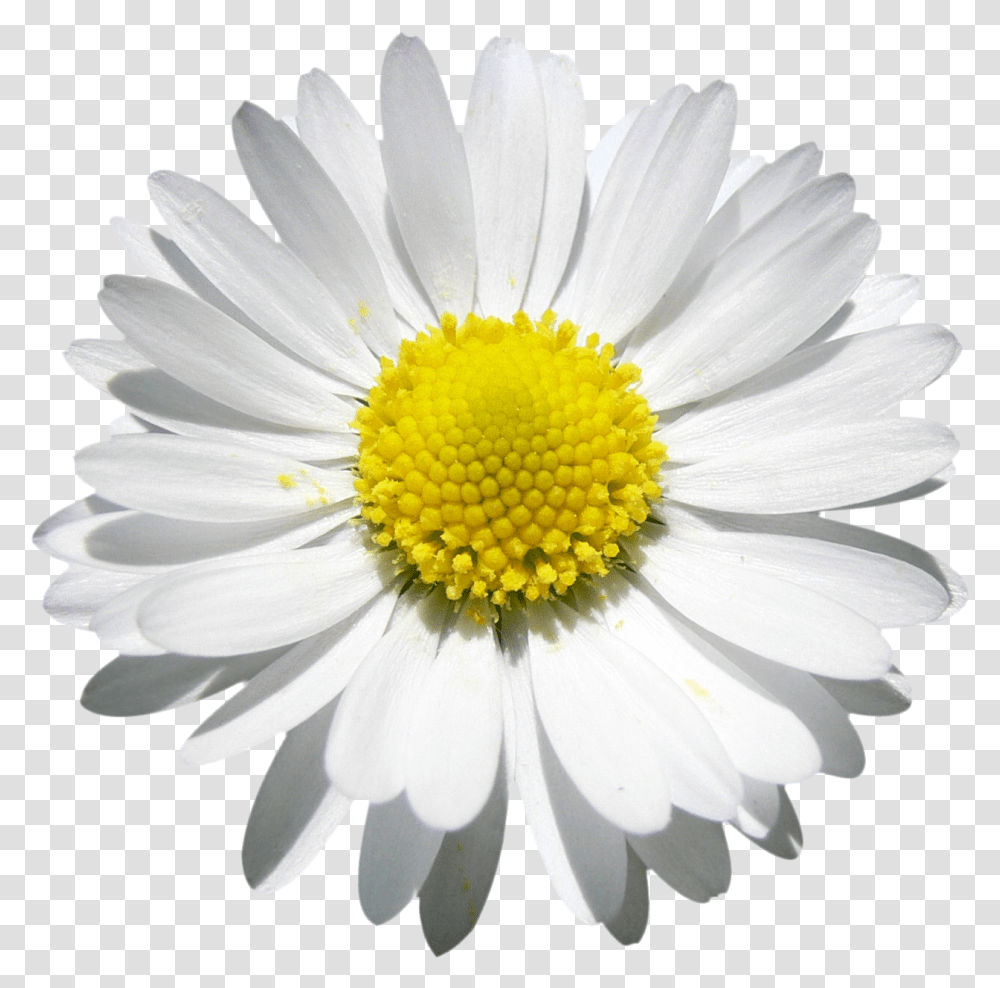 Daisy Clipart Watercolor Daisies Flower, Plant, Blossom Transparent Png