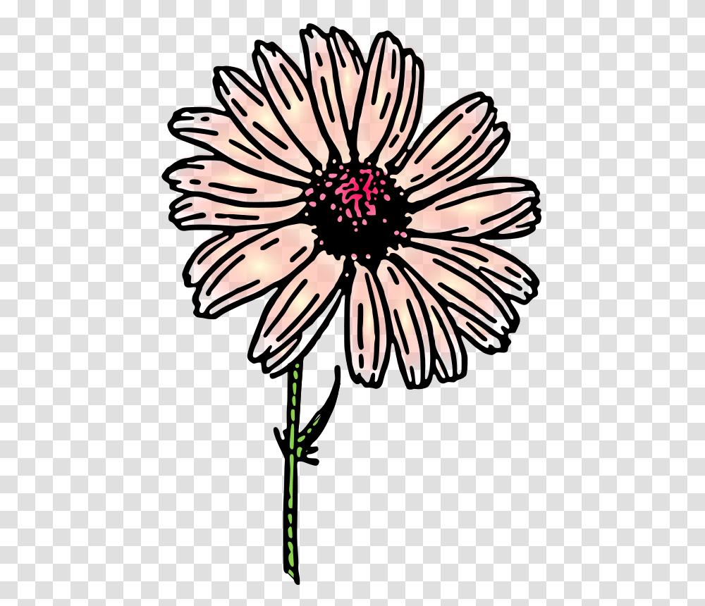 Daisy Colored, Nature, Petal, Flower, Plant Transparent Png