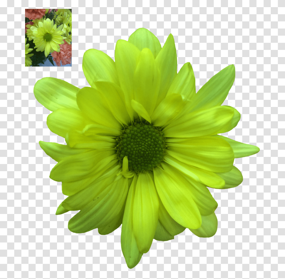 Daisy Daisies Flowers, Plant, Blossom, Anther, Petal Transparent Png