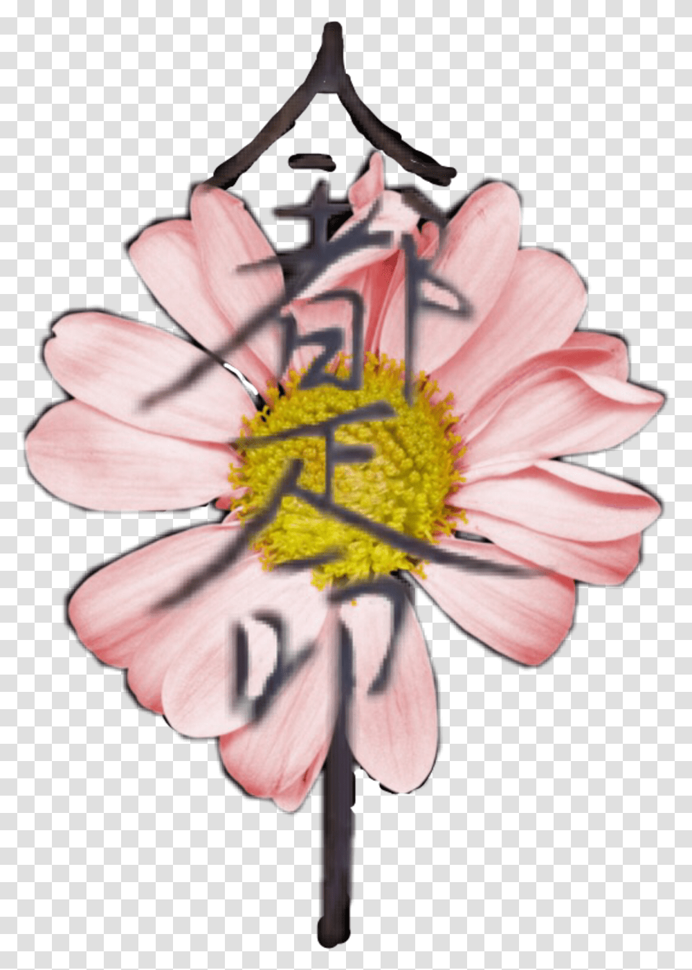 Daisy Download Daisy, Plant, Pollen, Flower, Blossom Transparent Png