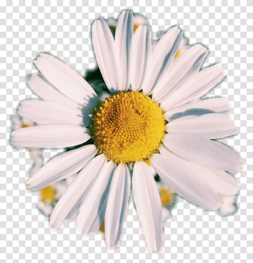 Daisy Flower 4 Image Aesthetic Daisy Flower, Plant, Daisies, Blossom, Pollen Transparent Png