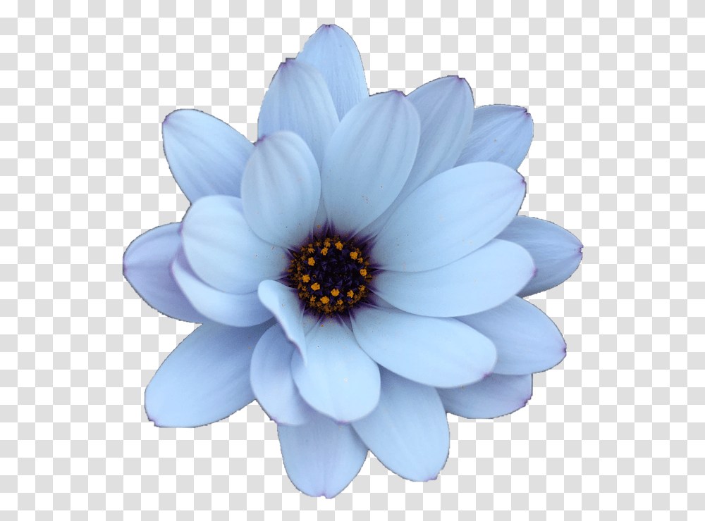Daisy Flower Blue Summer Flower, Plant, Dahlia, Blossom, Daisies Transparent Png